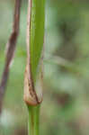 Rough barnyardgrass